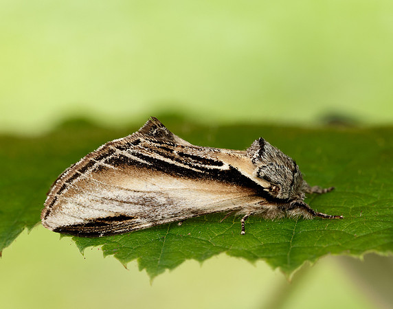 71.017 BF2007 Swallow Prominent Pheosia tremula