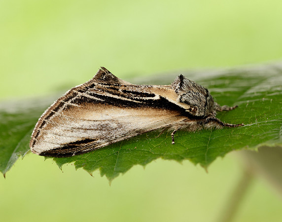 71.017 BF2007 Swallow Prominent Pheosia tremula