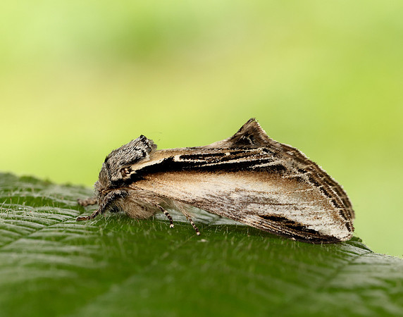 71.017 BF2007 Swallow Prominent Pheosia tremula