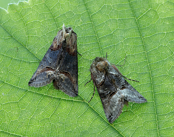 73.001 BF2450 Spectacle Abrostola tripartita