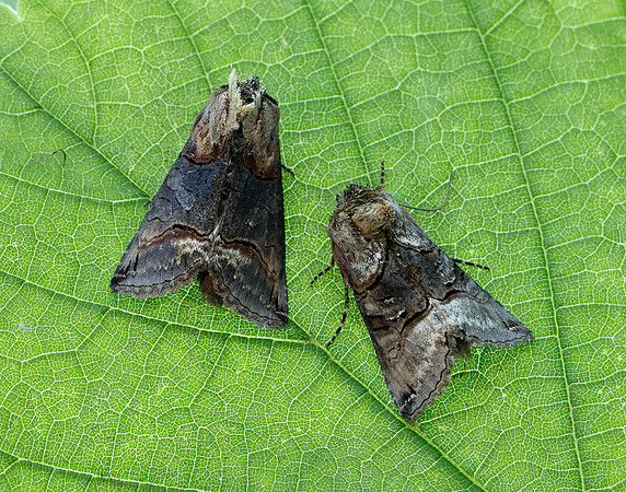 73.001 BF2450 Spectacle Abrostola tripartita