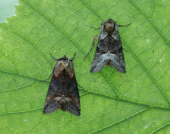 73.001 BF2450 Spectacle Abrostola tripartita
