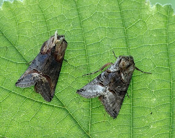 73.001 BF2450 Spectacle Abrostola tripartita