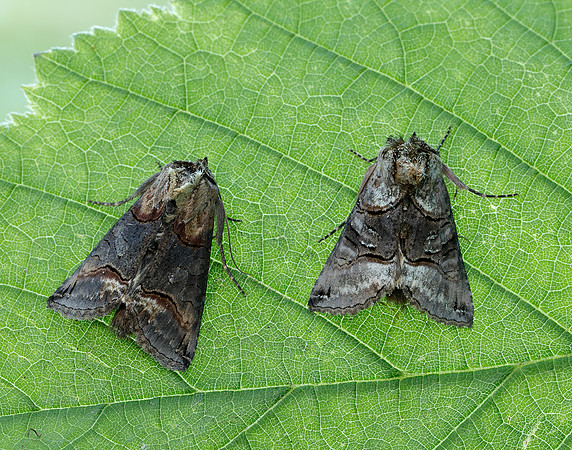 73.001 BF2450 Spectacle Abrostola tripartita