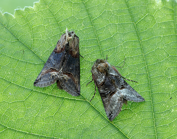 73.002 BF2449 Dark Spectacle Abrostola triplasia