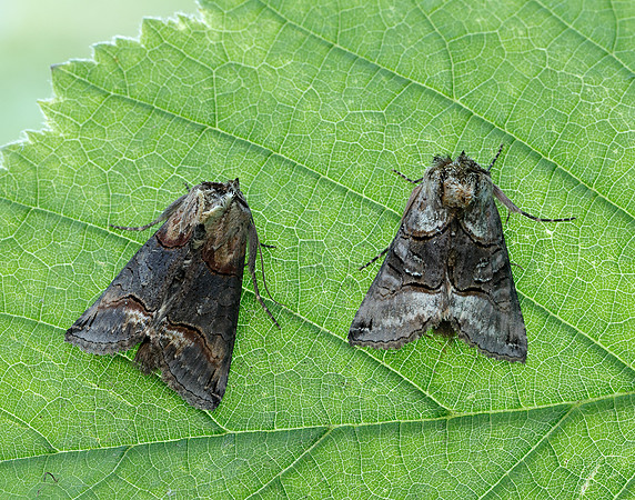 73.002 BF2449 Dark Spectacle Abrostola triplasia