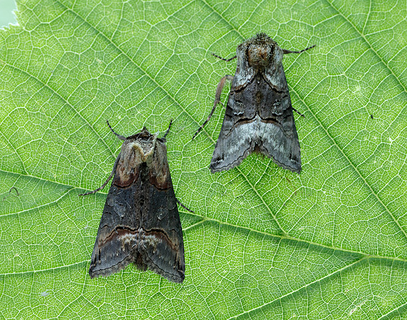 73.002 BF2449 Dark Spectacle Abrostola triplasia