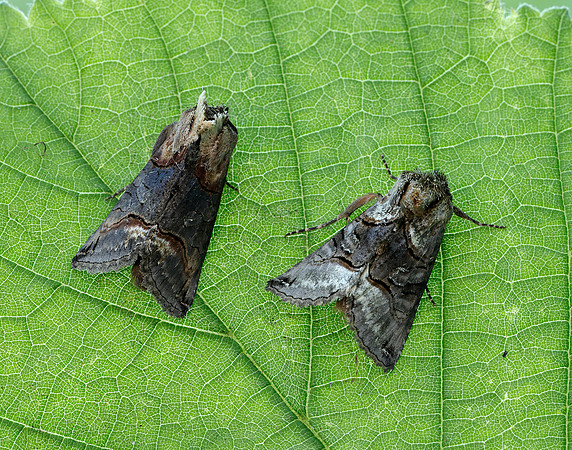 73.002 BF2449 Dark Spectacle Abrostola triplasia