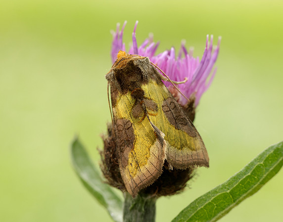 73.012 BF2434 Burnished Brass Diachrysia chrysitis