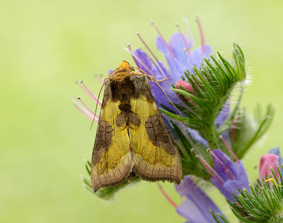 73.012 BF2434 Burnished Brass Diachrysia chrysitis