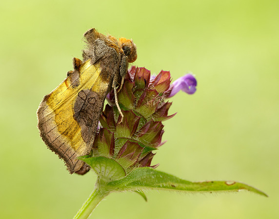 73.012 BF2434 Burnished Brass Diachrysia chrysitis