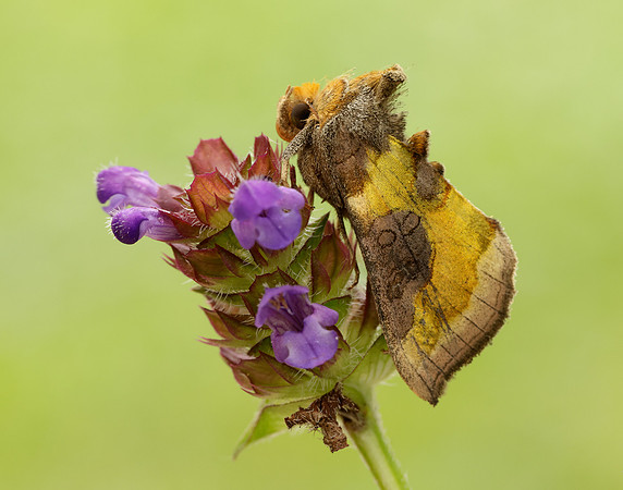 73.012 BF2434 Burnished Brass Diachrysia chrysitis