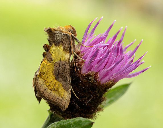 73.012 BF2434 Burnished Brass Diachrysia chrysitis