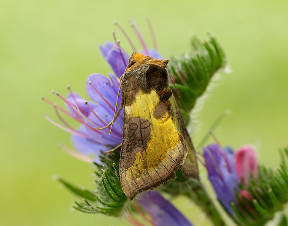 73.012 BF2434 Burnished Brass Diachrysia chrysitis
