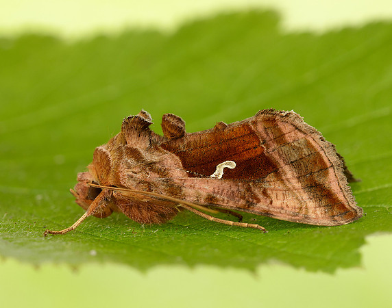 73.017 BF2443 Plain Golden Y Autographa jota