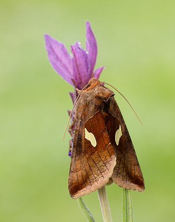 73.018 BF2444 Gold Spangle Autographa bractea