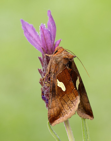 73.018 BF2444 Gold Spangle Autographa bractea