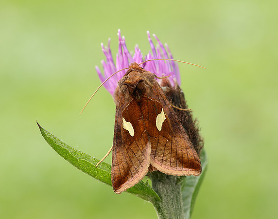 73.018 BF2444 Gold Spangle Autographa bractea