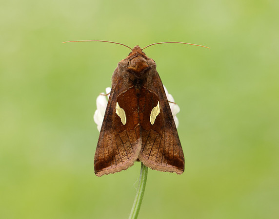 73.018 BF2444 Gold Spangle Autographa bractea