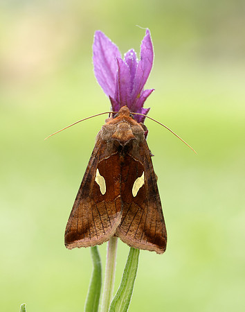 73.018 BF2444 Gold Spangle Autographa bractea