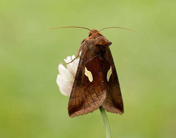 73.018 BF2444 Gold Spangle Autographa bractea