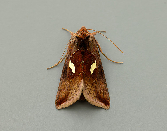 73.018 BF2444 Gold Spangle Autographa bractea