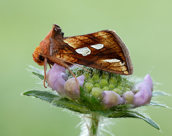73.022 BF2439 Gold Spot Plusia festucae