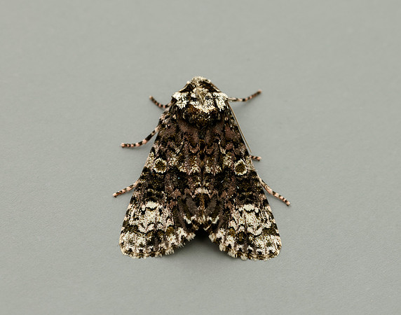 73.047 BF2291 Coronet Craniophora ligustri