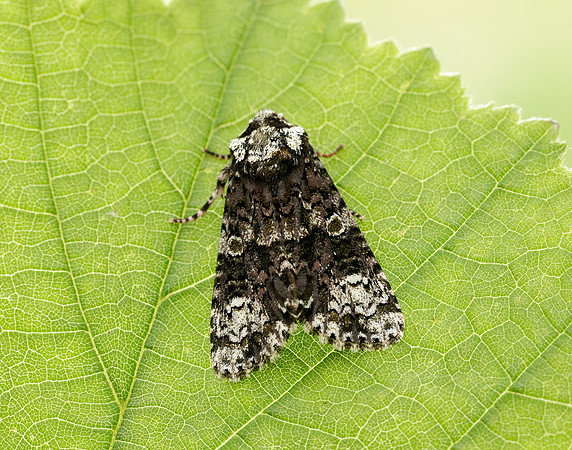 73.047 BF2291 Coronet Craniophora ligustri