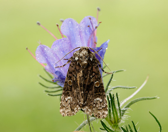 73.047 BF2291 Coronet Craniophora ligustri
