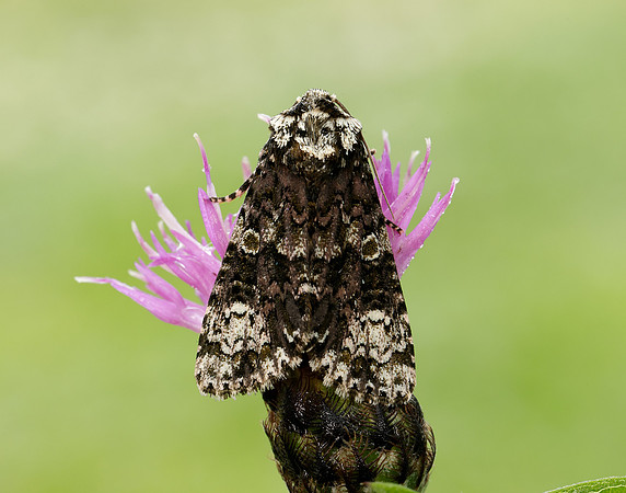 73.047 BF2291 Coronet Craniophora ligustri