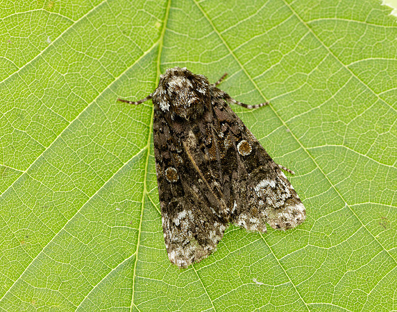 73.047 BF2291 Coronet Craniophora ligustri