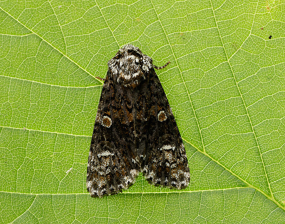 73.047 BF2291 Coronet Craniophora ligustri
