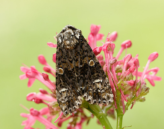 73.047 BF2291 Coronet Craniophora ligustri