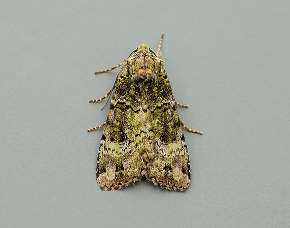 73.352 BF2138 Green Arches Anaplectoides prasina