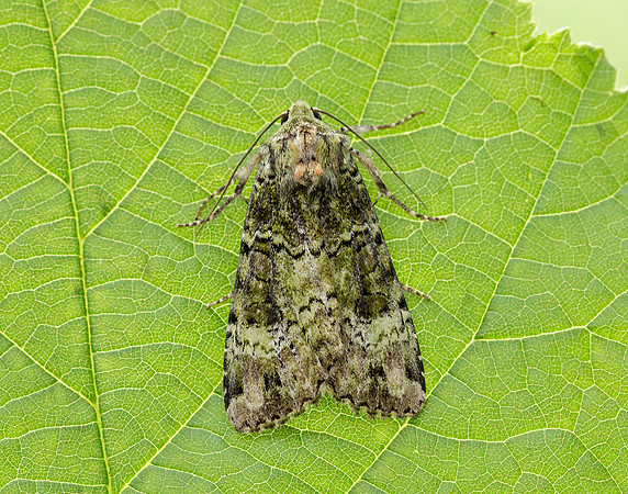 73.352 BF2138 Green Arches Anaplectoides prasina