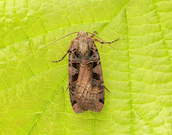 73.360 BF2127 Triple-spotted Clay Xestia ditrapezium