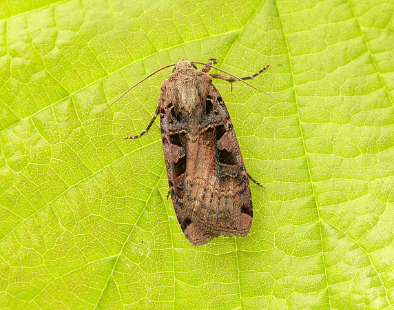 73.360 BF2127 Triple-spotted Clay Xestia ditrapezium