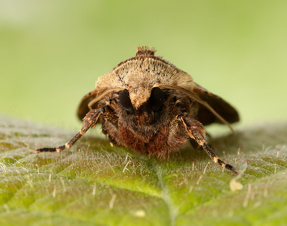 73.361 BF2128 Double Square-spot Xestia triangulum
