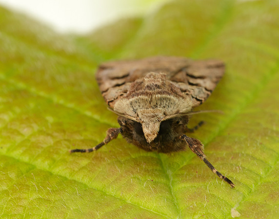 73.361 BF2128 Double Square-spot Xestia triangulum