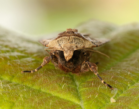 73.361 BF2128 Double Square-spot Xestia triangulum