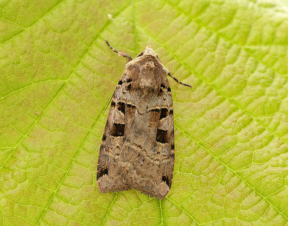 73.361 BF2128 Double Square-spot Xestia triangulum
