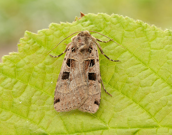 73.361 BF2128 Double Square-spot Xestia triangulum