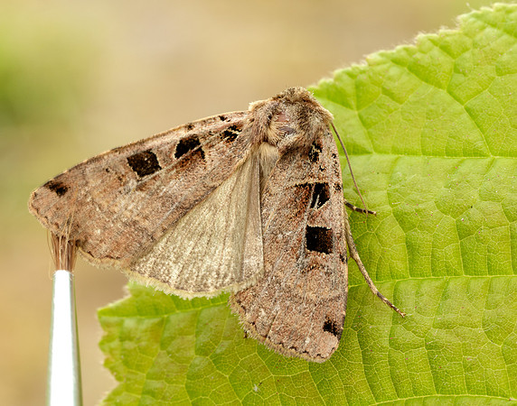 73.361 BF2128 Double Square-spot Xestia triangulum
