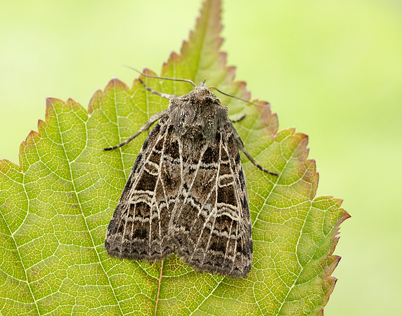 73.368 BF2136 Gothic Naenia typica