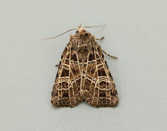 73.368 BF2136 Gothic Naenia typica