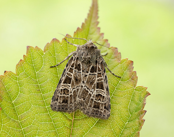 73.368 BF2136 Gothic Naenia typica