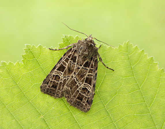 73.368 BF2136 Gothic Naenia typica