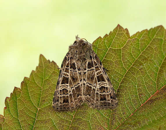 73.368 BF2136 Gothic Naenia typica