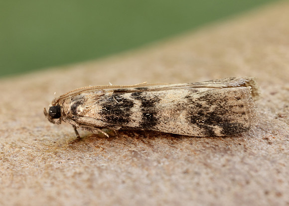62.048 BF1470 Euzophera pinguis